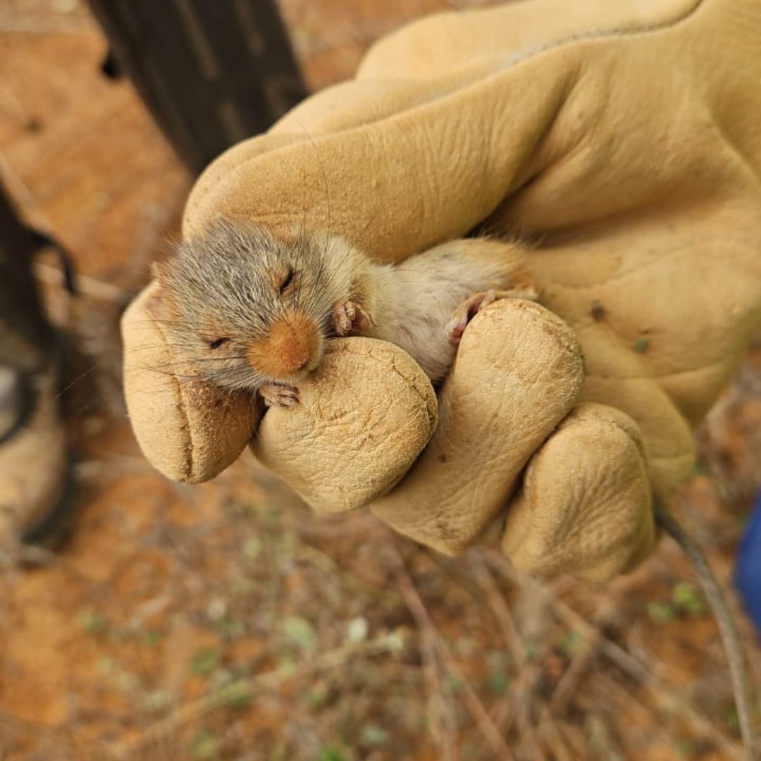 Complexo Fotovoltaico Irecê Fase 01